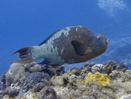 IMG 3008 Rainbow Parrotfish